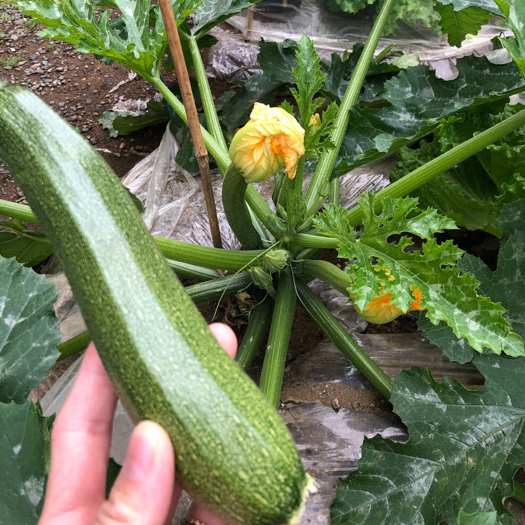 ズッキーニの直立栽培 家庭菜園での簡単な誘引方法 たんぽぽ母ちゃんのブログ