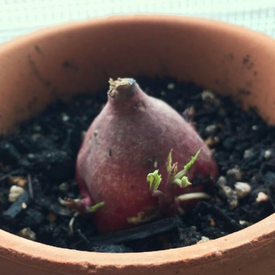 さつまいもの芽出し方法 スーパーの芋から苗を採る たんぽぽ母ちゃんのブログ