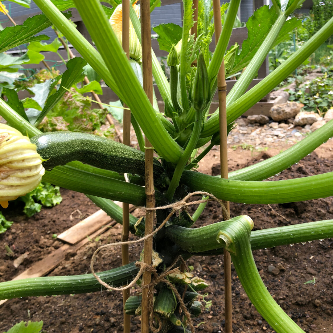 ズッキーニの直立栽培 家庭菜園での簡単な誘引方法 たんぽぽ母ちゃんのブログ