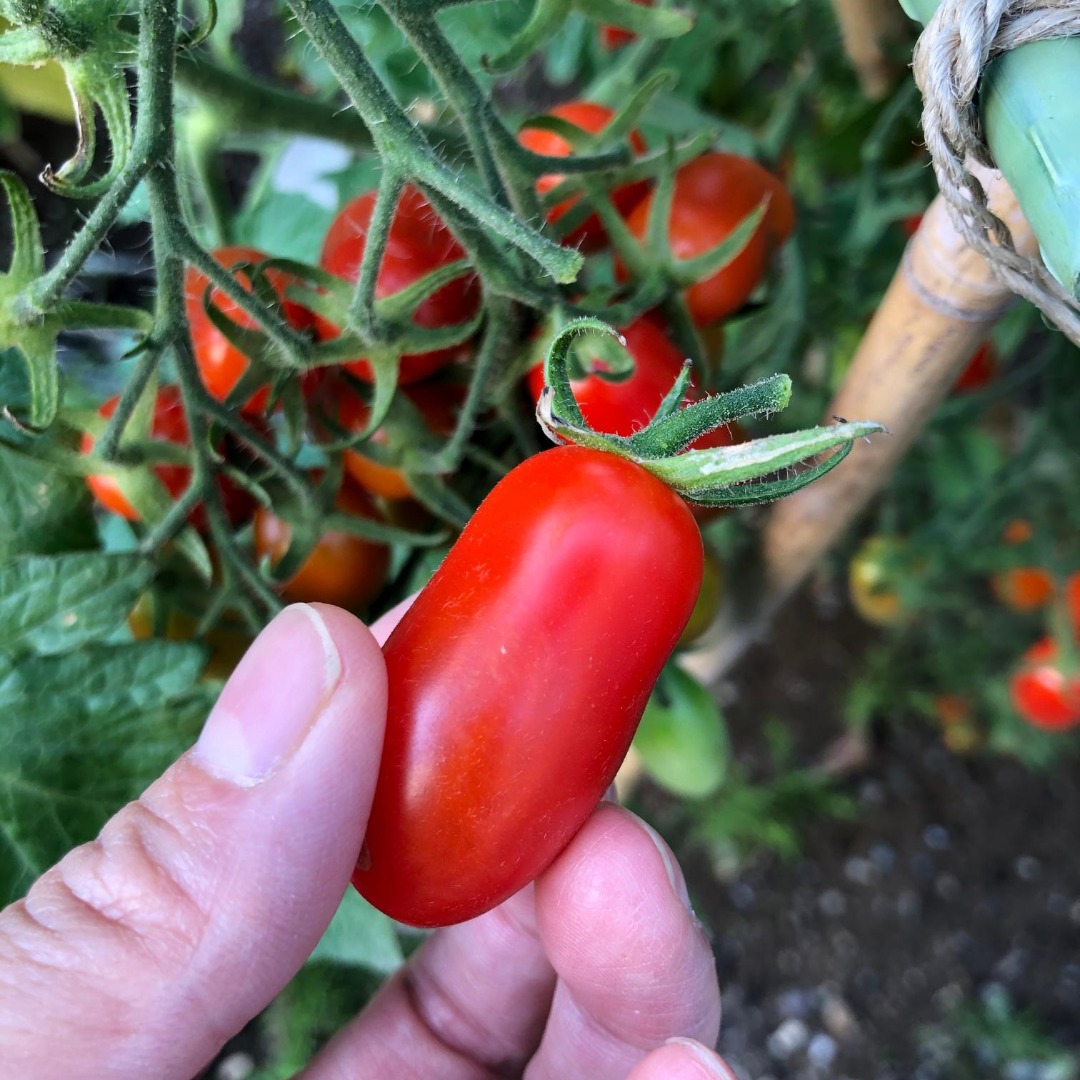 スーパーのトマトから種を採ったアイコ
