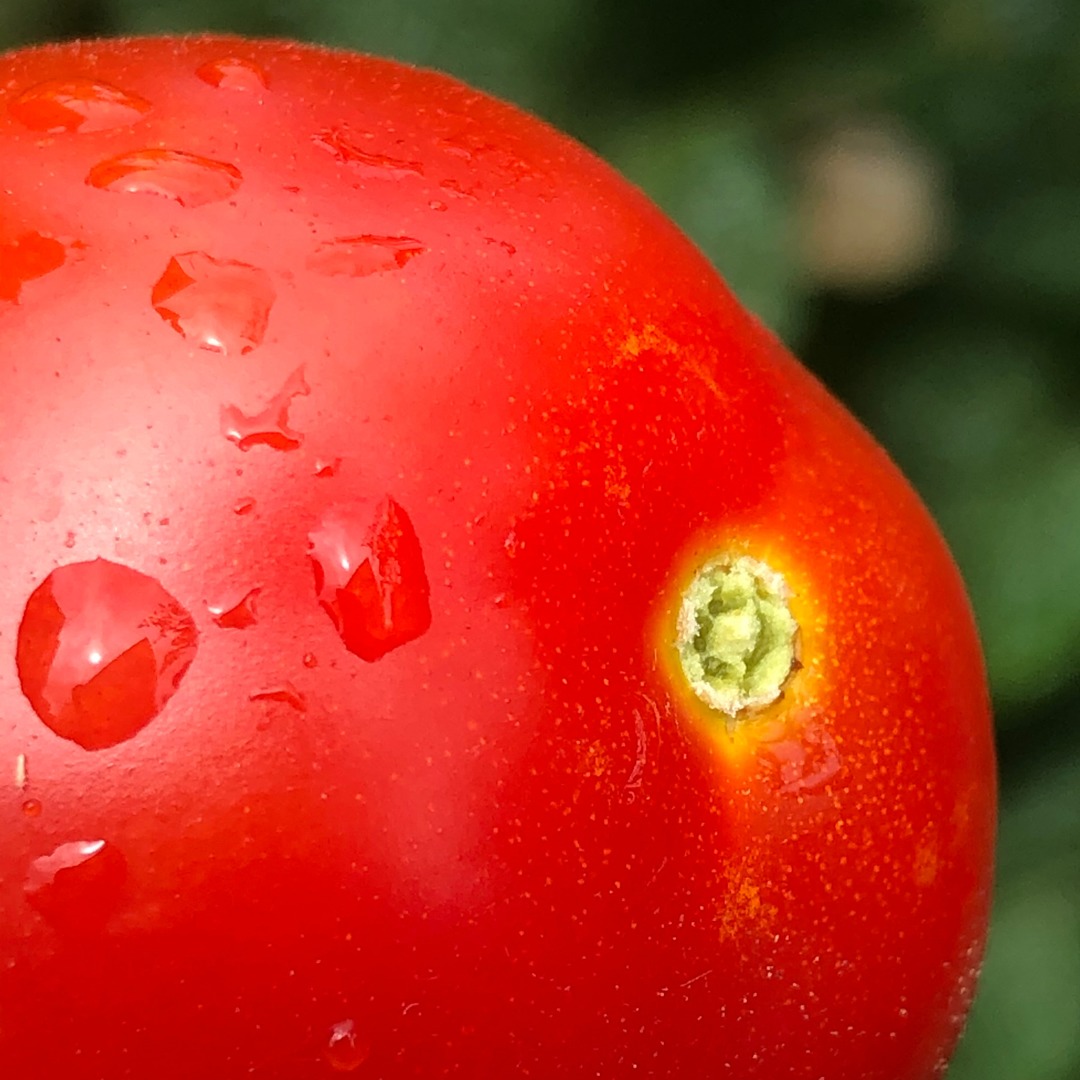 トマトの完熟の見分け方