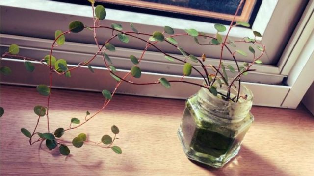 ズボラ初心者でも簡単に出来る 観葉植物の水耕栽培 おすすめの植物と育て方 たんぽぽ母ちゃんのブログ