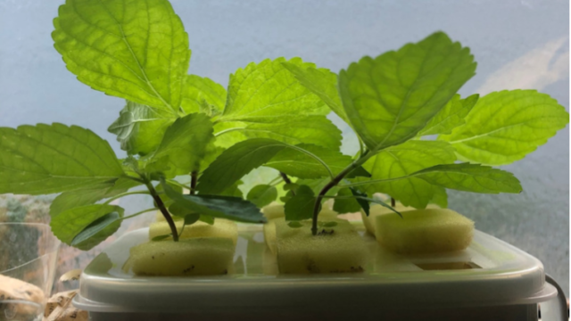 大葉の水耕栽培の始め方 冬場室内での栽培方法 たんぽぽ母ちゃんのブログ