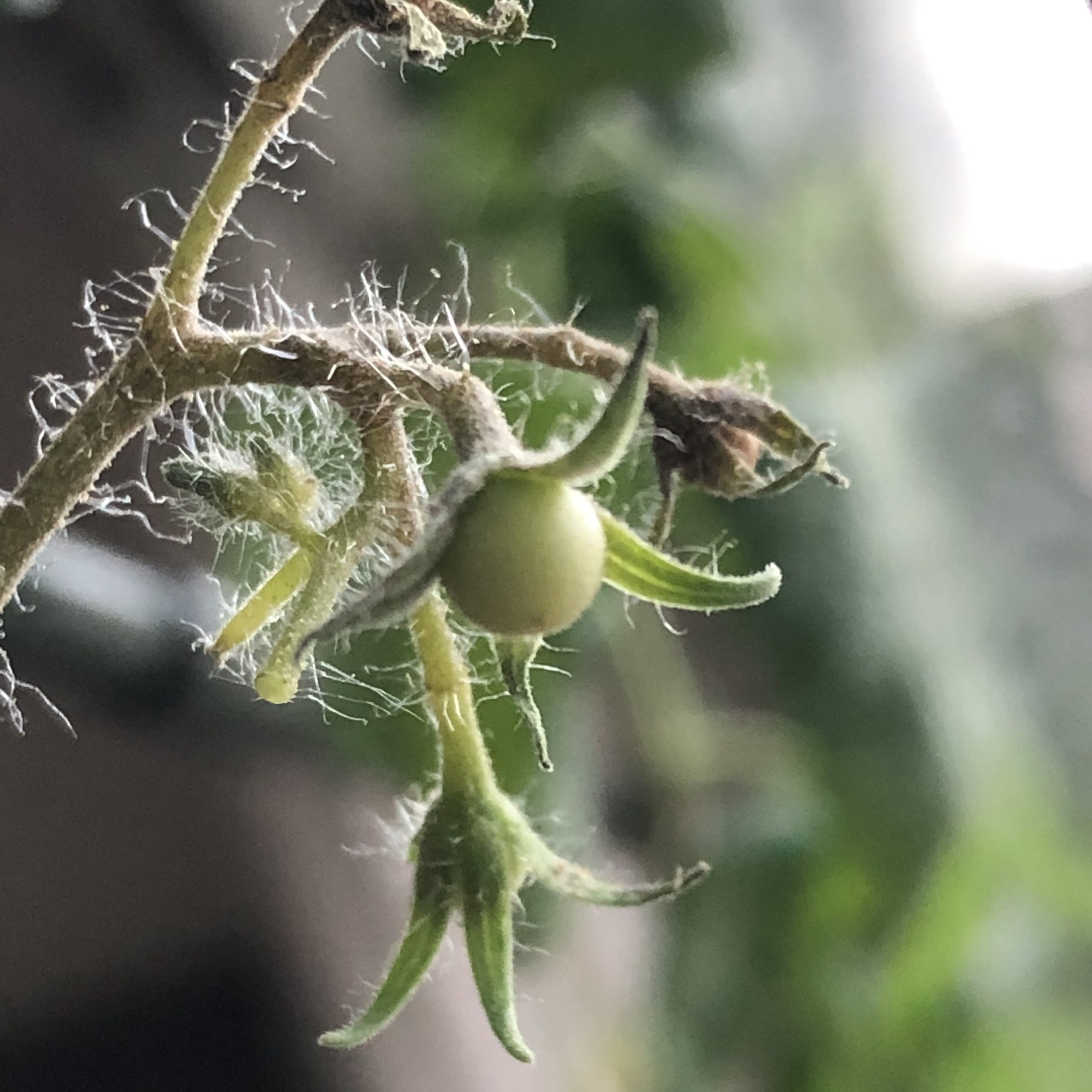 室内のトマト栽培