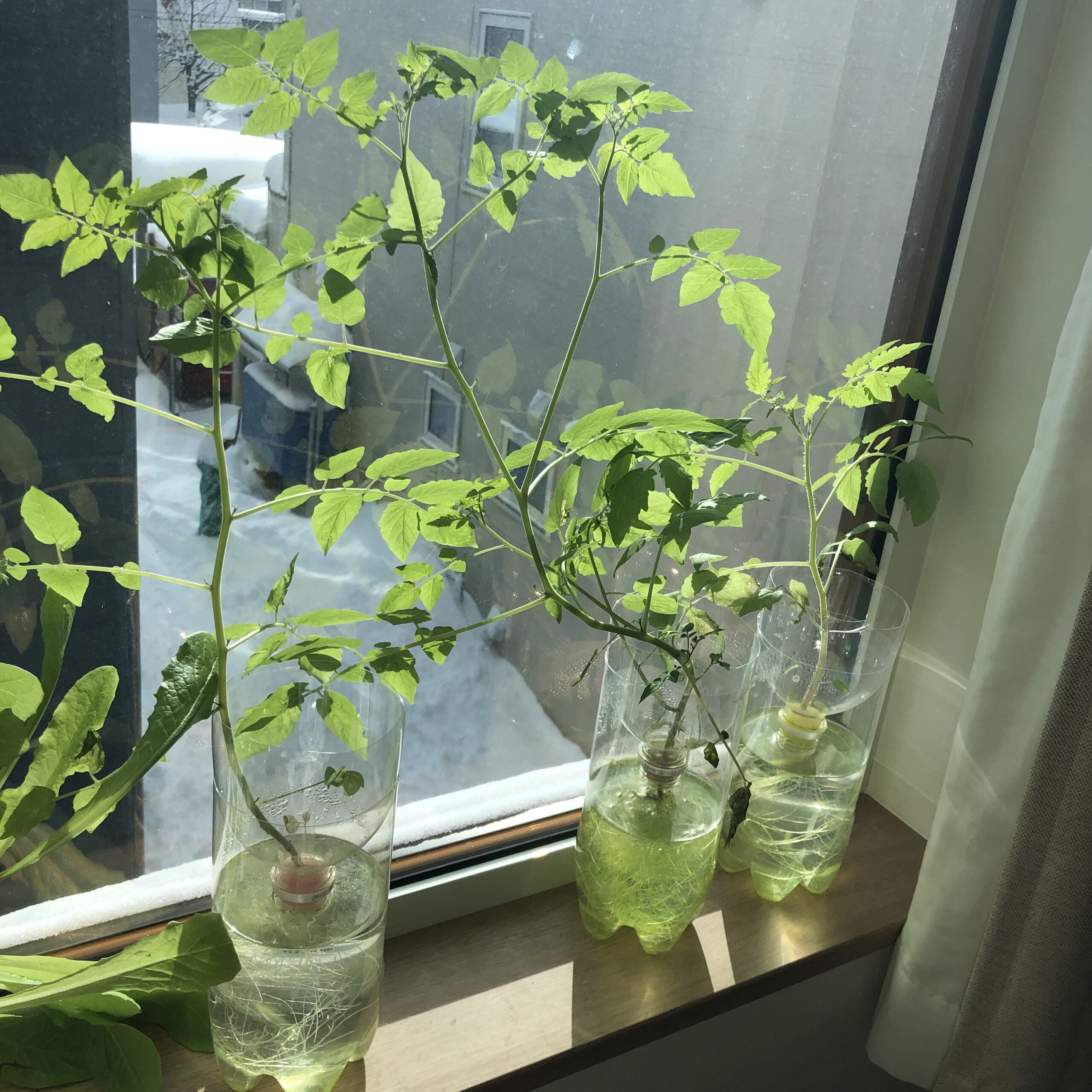 マイクロトマトの水耕栽培
