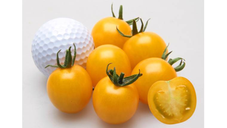 ミニトマトの甘い品種23選！家庭で栽培できるおすすめの品種 | たんぽぽ母ちゃんのブログ