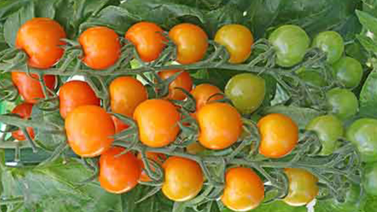ミニトマトの甘い品種サンオレンジ