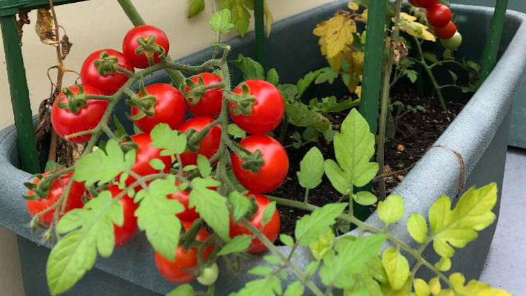 ミニトマトのプランター栽培