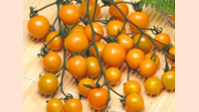 ミニトマトの甘い品種オレンジキャロル