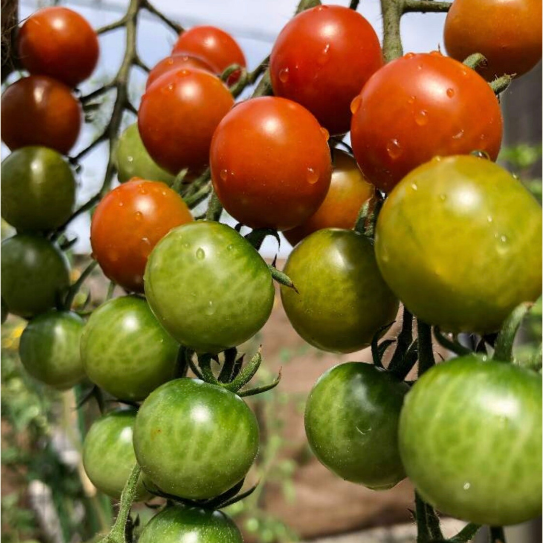 ミニトマト の収穫